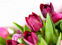 Więcej o: Najlepsze życzenia dla wszystkich Pań!